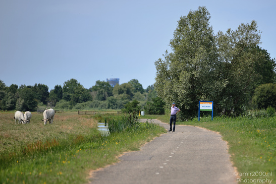 Summer: Cows grazing nearby, under a clear sky with trees and a sign that reads "WELKOM" in the image from year 2026 #4