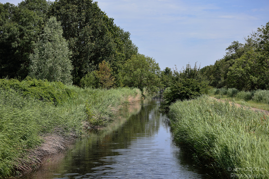 A reed-lined canal reflects greenery beneath trees at De Hoge Dijk in Amsterdam. image from year 2026 #6