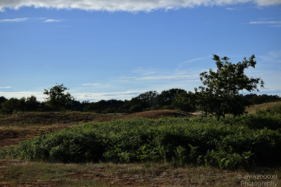 Summer_Evening_Walk_In_Amsterdamse_Waterleidingduinen_Noord_Holland_Netherlands_Nature_Photography_Canon_EOS_R5_Mark_II_2026_002.JPG