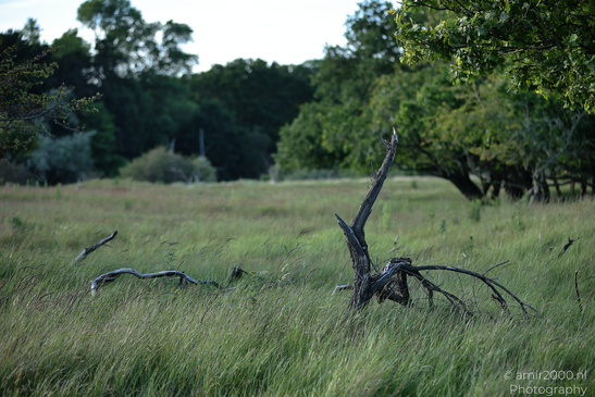 Summer_Evening_Walk_In_Amsterdamse_Waterleidingduinen_Noord_Holland_Netherlands_Nature_Photography_Canon_EOS_R5_Mark_II_2026_005.JPG