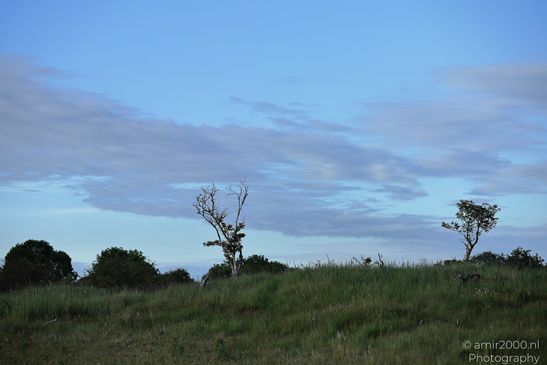 Summer_Evening_Walk_In_Amsterdamse_Waterleidingduinen_Noord_Holland_Netherlands_Nature_Photography_Canon_EOS_R5_Mark_II_2026_006.JPG