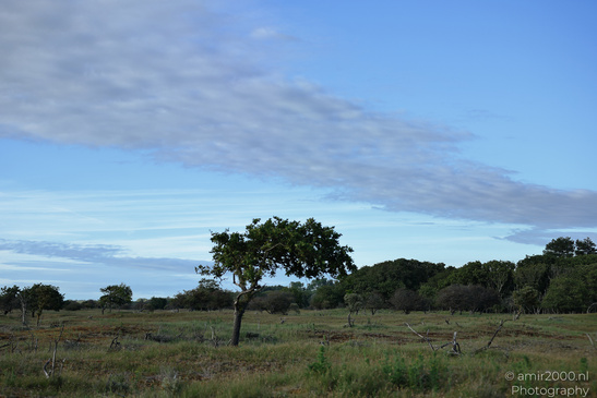 Summer_Evening_Walk_In_Amsterdamse_Waterleidingduinen_Noord_Holland_Netherlands_Nature_Photography_Canon_EOS_R5_Mark_II_2026_007.JPG
