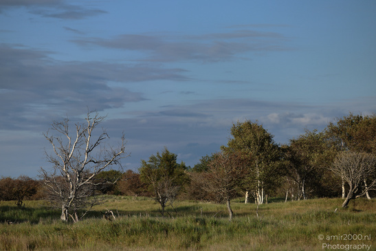 Summer_Evening_Walk_In_Amsterdamse_Waterleidingduinen_Noord_Holland_Netherlands_Nature_Photography_Canon_EOS_R5_Mark_II_2026_010.JPG