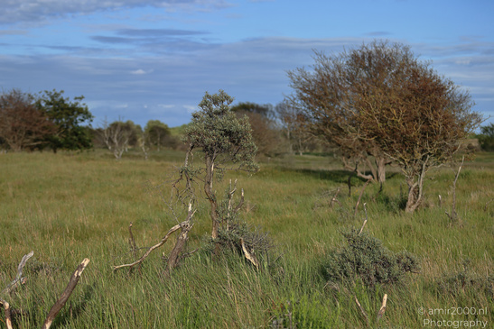 Summer_Evening_Walk_In_Amsterdamse_Waterleidingduinen_Noord_Holland_Netherlands_Nature_Photography_Canon_EOS_R5_Mark_II_2026_012.JPG
