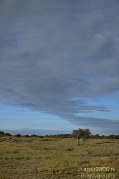 Summer_Evening_Walk_In_Amsterdamse_Waterleidingduinen_Noord_Holland_Netherlands_Nature_Photography_Canon_EOS_R5_Mark_II_2026_013.JPG