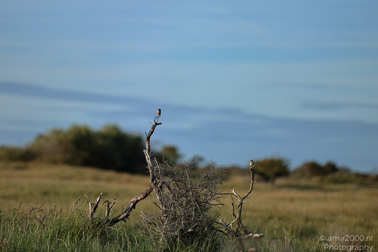 Summer_Evening_Walk_In_Amsterdamse_Waterleidingduinen_Noord_Holland_Netherlands_Nature_Photography_Canon_EOS_R5_Mark_II_2026_014.JPG