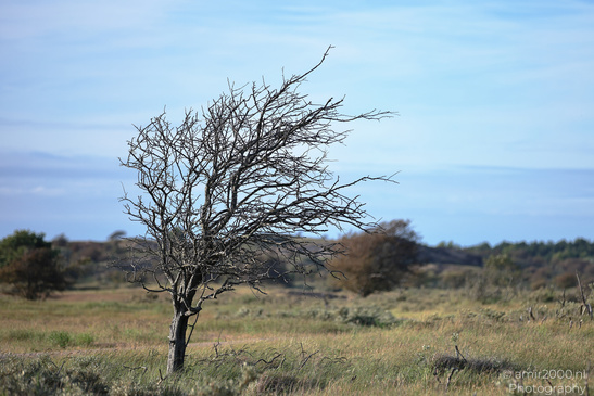 Summer_Evening_Walk_In_Amsterdamse_Waterleidingduinen_Noord_Holland_Netherlands_Nature_Photography_Canon_EOS_R5_Mark_II_2026_016.JPG