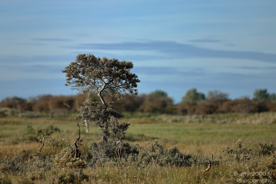 Summer_Evening_Walk_In_Amsterdamse_Waterleidingduinen_Noord_Holland_Netherlands_Nature_Photography_Canon_EOS_R5_Mark_II_2026_017.JPG