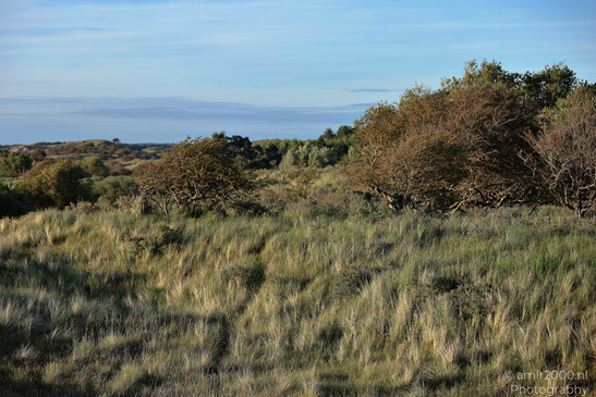 Summer_Evening_Walk_In_Amsterdamse_Waterleidingduinen_Noord_Holland_Netherlands_Nature_Photography_Canon_EOS_R5_Mark_II_2026_018.JPG