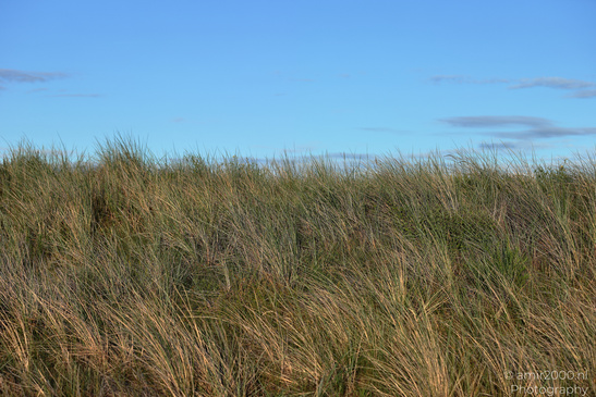 Summer_Evening_Walk_In_Amsterdamse_Waterleidingduinen_Noord_Holland_Netherlands_Nature_Photography_Canon_EOS_R5_Mark_II_2026_019.JPG