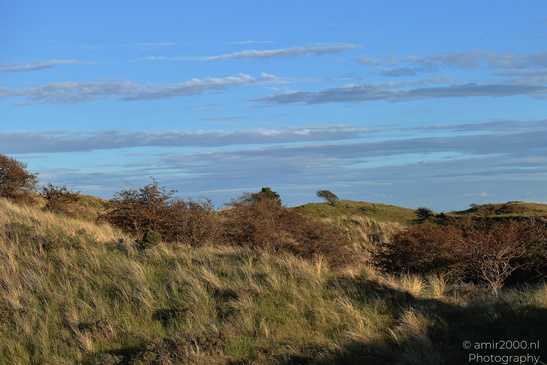 Summer_Evening_Walk_In_Amsterdamse_Waterleidingduinen_Noord_Holland_Netherlands_Nature_Photography_Canon_EOS_R5_Mark_II_2026_020.JPG