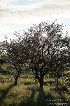 Summer_Evening_Walk_In_Amsterdamse_Waterleidingduinen_Noord_Holland_Netherlands_Nature_Photography_Canon_EOS_R5_Mark_II_2026_023.JPG