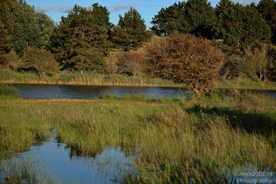 Summer_Evening_Walk_In_Amsterdamse_Waterleidingduinen_Noord_Holland_Netherlands_Nature_Photography_Canon_EOS_R5_Mark_II_2026_024.JPG