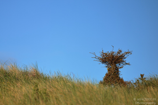 Summer_Evening_Walk_In_Amsterdamse_Waterleidingduinen_Noord_Holland_Netherlands_Nature_Photography_Canon_EOS_R5_Mark_II_2026_025.JPG