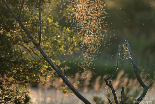 Summer_Evening_Walk_In_Amsterdamse_Waterleidingduinen_Noord_Holland_Netherlands_Nature_Photography_Canon_EOS_R5_Mark_II_2026_026.JPG