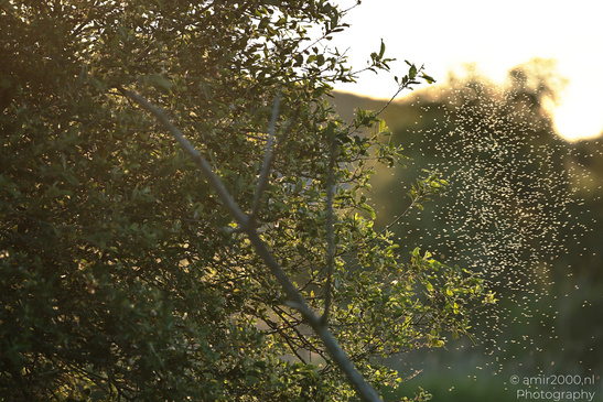 Summer_Evening_Walk_In_Amsterdamse_Waterleidingduinen_Noord_Holland_Netherlands_Nature_Photography_Canon_EOS_R5_Mark_II_2026_027.JPG