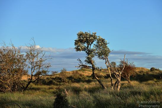 Summer_Evening_Walk_In_Amsterdamse_Waterleidingduinen_Noord_Holland_Netherlands_Nature_Photography_Canon_EOS_R5_Mark_II_2026_029.JPG