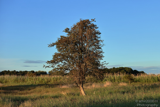 Summer_Evening_Walk_In_Amsterdamse_Waterleidingduinen_Noord_Holland_Netherlands_Nature_Photography_Canon_EOS_R5_Mark_II_2026_030.JPG