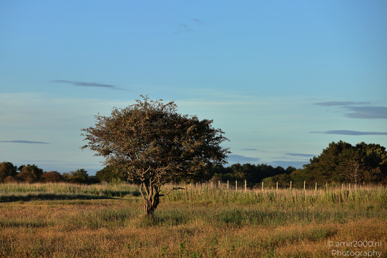 Summer_Evening_Walk_In_Amsterdamse_Waterleidingduinen_Noord_Holland_Netherlands_Nature_Photography_Canon_EOS_R5_Mark_II_2026_031.JPG