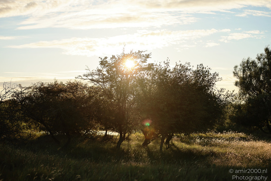 Summer_Evening_Walk_In_Amsterdamse_Waterleidingduinen_Noord_Holland_Netherlands_Nature_Photography_Canon_EOS_R5_Mark_II_2026_032.JPG