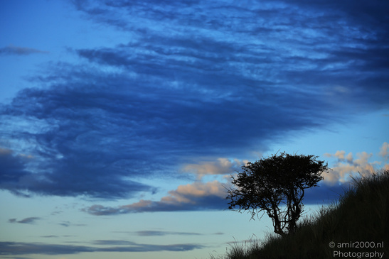 Summer_Evening_Walk_In_Amsterdamse_Waterleidingduinen_Noord_Holland_Netherlands_Nature_Photography_Canon_EOS_R5_Mark_II_2026_037.JPG
