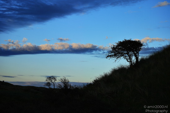 Summer_Evening_Walk_In_Amsterdamse_Waterleidingduinen_Noord_Holland_Netherlands_Nature_Photography_Canon_EOS_R5_Mark_II_2026_038.JPG
