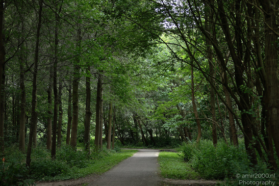 Dense greenery includes the forest path winding in Diemen, Netherlands. image from year 2026 #1