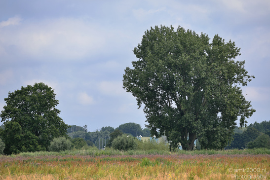 Summer_Scenery_In_Middelpolder_Amstelveen_Netherlands_Nature_Photography_Canon_EOS_R5_Mark_II_2026_001.JPG