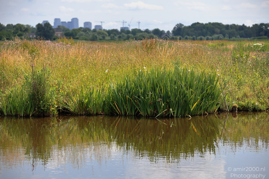 Summer_Scenery_In_Middelpolder_Amstelveen_Netherlands_Nature_Photography_Canon_EOS_R5_Mark_II_2026_002.JPG