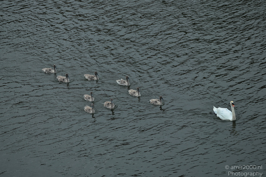 Swan_Cygnets_Swimming_In_The_Canals_Of_Amsterdam_Birds_Photography_Nature_Photography_Canon_EOS_R5_Mark_II_2026_001.JPG