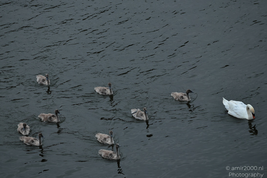 Swan_Cygnets_Swimming_In_The_Canals_Of_Amsterdam_Birds_Photography_Nature_Photography_Canon_EOS_R5_Mark_II_2026_002.JPG