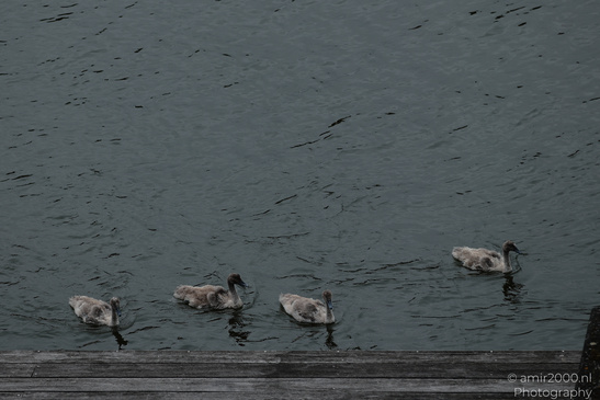 Swan_Cygnets_Swimming_In_The_Canals_Of_Amsterdam_Birds_Photography_Nature_Photography_Canon_EOS_R5_Mark_II_2026_003.JPG