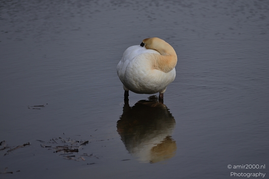 Swan_Preening_On_Calm_Water_Surface_In_Amsterdamse_Waterleidingduinen_Birds_Photography_Nature_Photography_Canon_EOS_R5_Mark_II_2026_001.JPG