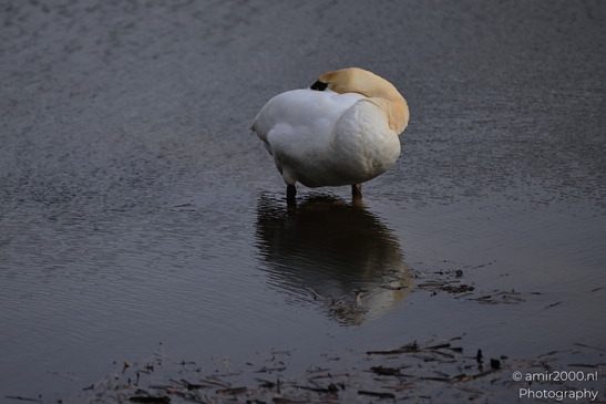Swan_Preening_On_Calm_Water_Surface_In_Amsterdamse_Waterleidingduinen_Birds_Photography_Nature_Photography_Canon_EOS_R5_Mark_II_2026_002.JPG