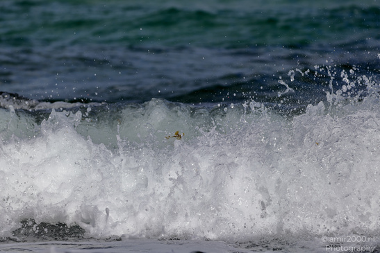 Tel-Aviv_Coast_And_The_Mediterranean_Sea_Israel_Nature_Photography_Canon_EOS_R5_Mark_II_2026_014.JPG