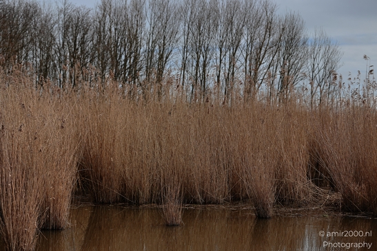 A dense cluster of tall, dry reeds growing along the edge of calm water with bare trees in the - image from year 2026 #001