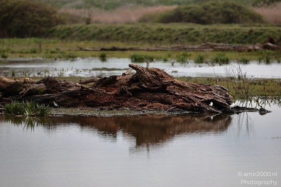 A canal with a large piece of wood in the foreground, reflecting on the water in Halfweg, - image from year 2026 #002