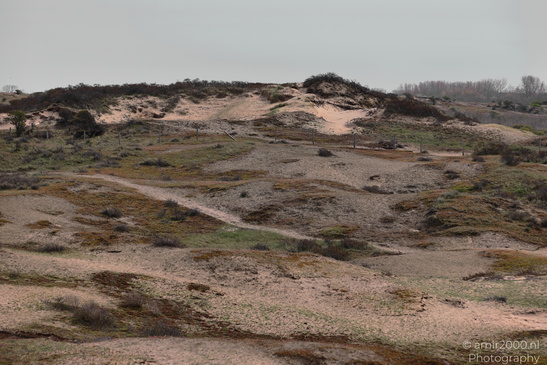 The_Dutch_Dunes_In_Zuid_Holland_Netherlands_Nature_Photography_Canon_EOS_R5_Mark_II_2026_002.JPG