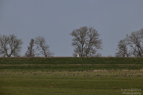 The_Fields_Around_Muiderslot_Muiden_Netherlands_Nature_Photography_Canon_EOS_R5_Mark_II_2026_001.JPG