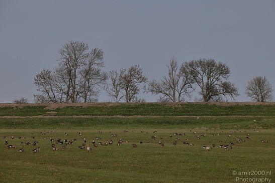 The_Fields_Around_Muiderslot_Muiden_Netherlands_Nature_Photography_Canon_EOS_R5_Mark_II_2026_002.JPG