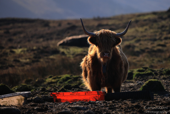 The_Hairy_Coo_Scottish_Highlands_Cow_In_The_Isle_Of_Skye_Scotland_Animal_Photography_Nature_Photography_Canon_EOS_R5_Mark_II_2026_002.JPG