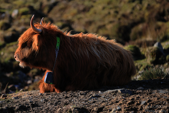 The_Hairy_Coo_Scottish_Highlands_Cow_In_The_Isle_Of_Skye_Scotland_Animal_Photography_Nature_Photography_Canon_EOS_R5_Mark_II_2026_003.JPG