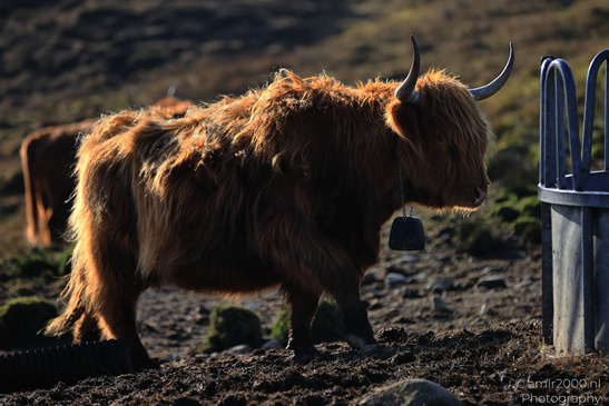 The_Hairy_Coo_Scottish_Highlands_Cow_In_The_Isle_Of_Skye_Scotland_Animal_Photography_Nature_Photography_Canon_EOS_R5_Mark_II_2026_004.JPG