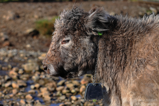 The_Hairy_Coo_Scottish_Highlands_Cow_In_The_Isle_Of_Skye_Scotland_Animal_Photography_Nature_Photography_Canon_EOS_R5_Mark_II_2026_005.JPG