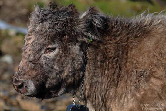 The_Hairy_Coo_Scottish_Highlands_Cow_In_The_Isle_Of_Skye_Scotland_Animal_Photography_Nature_Photography_Canon_EOS_R5_Mark_II_2026_007.JPG