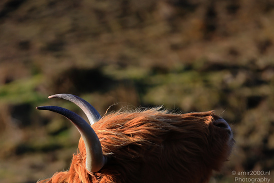 The_Hairy_Coo_Scottish_Highlands_Cow_In_The_Isle_Of_Skye_Scotland_Animal_Photography_Nature_Photography_Canon_EOS_R5_Mark_II_2026_009.JPG