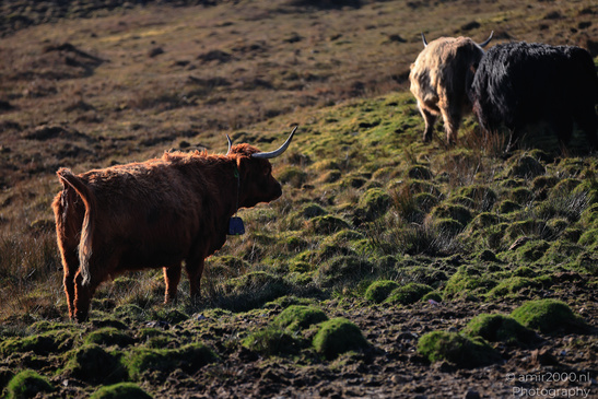 The_Hairy_Coo_Scottish_Highlands_Cow_In_The_Isle_Of_Skye_Scotland_Animal_Photography_Nature_Photography_Canon_EOS_R5_Mark_II_2026_010.JPG