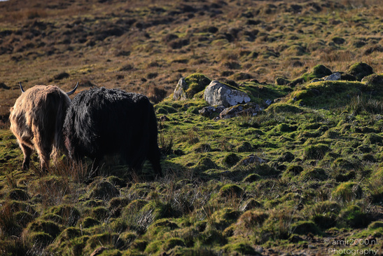 The_Hairy_Coo_Scottish_Highlands_Cow_In_The_Isle_Of_Skye_Scotland_Animal_Photography_Nature_Photography_Canon_EOS_R5_Mark_II_2026_011.JPG