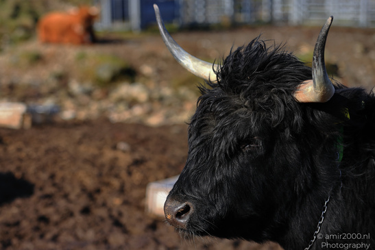 The_Hairy_Coo_Scottish_Highlands_Cow_In_The_Isle_Of_Skye_Scotland_Animal_Photography_Nature_Photography_Canon_EOS_R5_Mark_II_2026_012.JPG