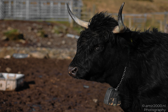 The_Hairy_Coo_Scottish_Highlands_Cow_In_The_Isle_Of_Skye_Scotland_Animal_Photography_Nature_Photography_Canon_EOS_R5_Mark_II_2026_013.JPG